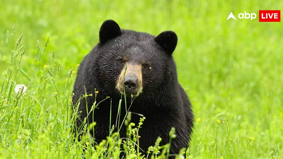 कलियुग की सावित्री! भालुओं के झुंड से भिड़ गई महिला, पति को मौत के मुंह से खींच लाई