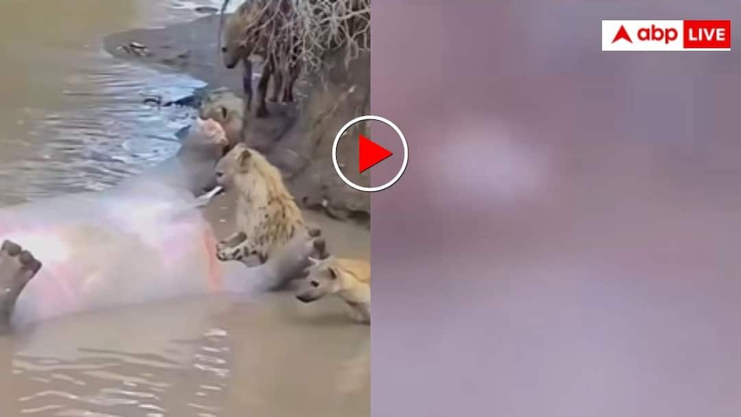 Video: हिप्पोपोटेमस की लाश को नोचना पड़ा भारी, बारूद जैसे ब्लास्ट से लकड़बग्गों की लग गई लंका