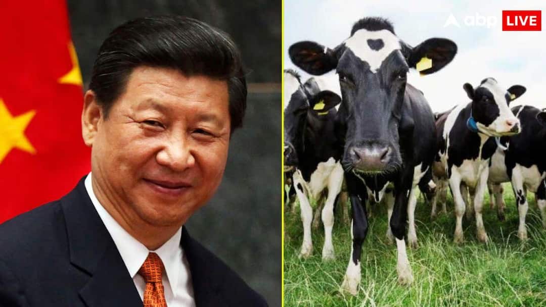 चीन में नई बीमारी फैलने का डर, मवेशियों को मौत के घाट क्यों उतार रहा ड्रैगन? बॉर्डर पर बढ़ाया कंट्रोल