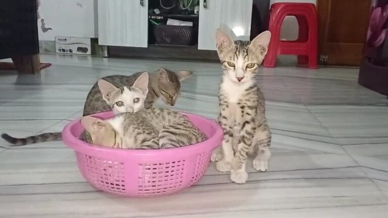4-बच्चों-को-जन्म-देक