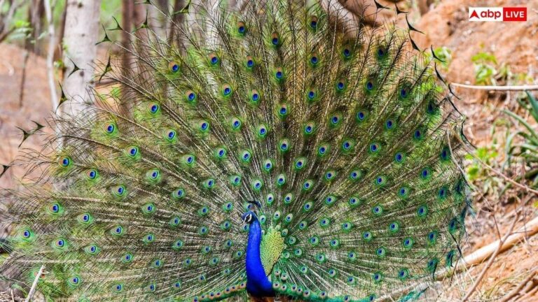 Peacock-Dance-आखिर-बारिश-मे