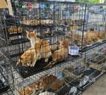 Hundreds of cats stolen for food in Vietnam rescued by police, welfare group says