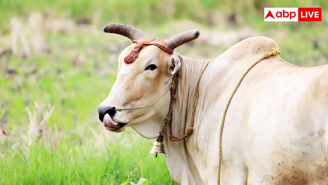 sahiwal-cow-aaaaay-aayaaay-aay