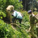 Environmentalists allege bid to derail Muttil tree-felling case