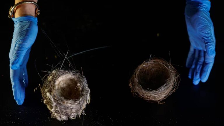 Woven With Drone Cables: Ukraine’s Most Heartbreaking War Story May Be Hidden Inside A Bird’s Nest
