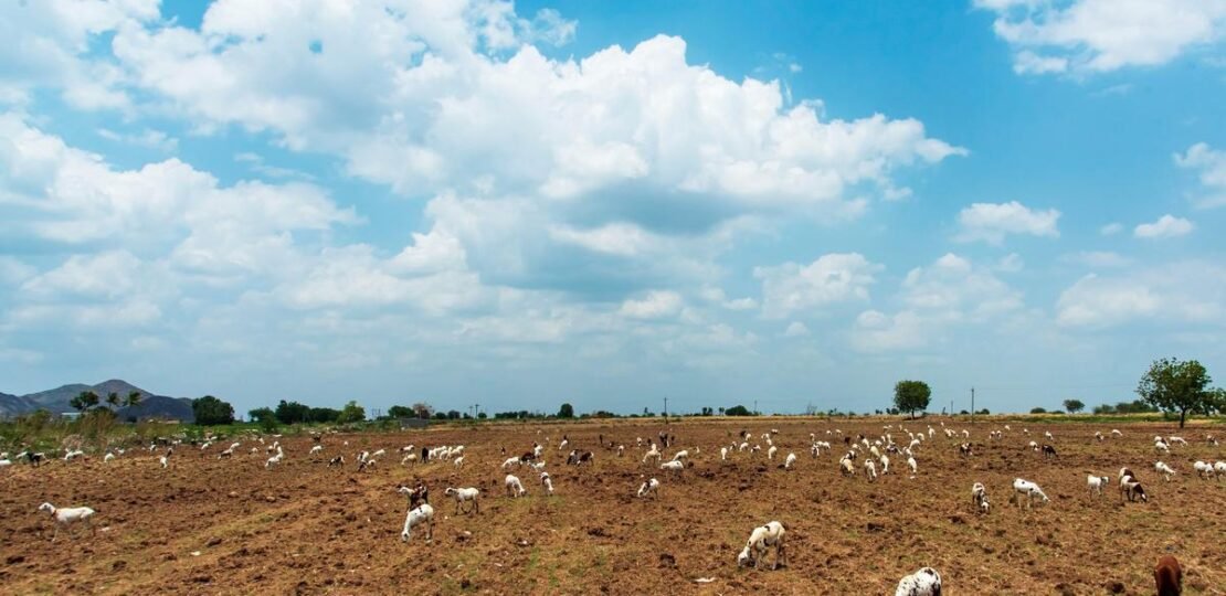 Seven Low-pressure Systems, but Little Rain Relief for Andhra Pradesh