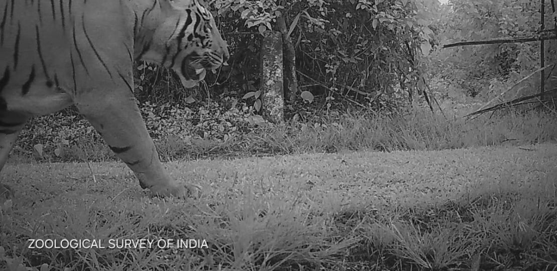 Male Tiger Photographed at Assam’s Dihing Patkai National Park