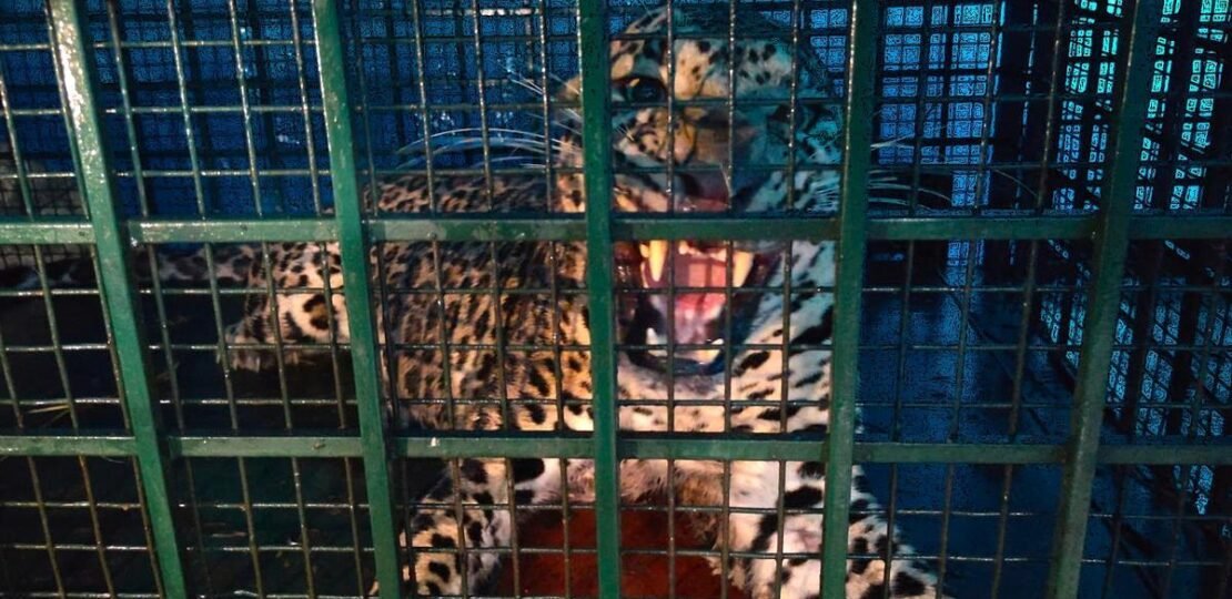Leopard Caught in Trap Set for Wild Boar in Keralam