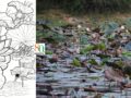 Independence Day 2026: a Hidden Lake of Lotuses, and the India I Keep Seeking