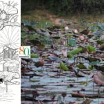 Independence Day 2026: a Hidden Lake of Lotuses, and the India I Keep Seeking