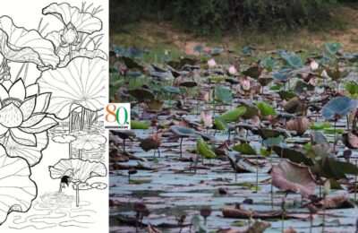 Independence Day 2026: a Hidden Lake of Lotuses, and the India I Keep Seeking