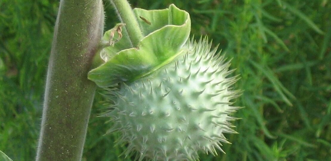 Why Is Datura Dangerous? the Toxic Plant Behind Karnataka’s Action Against 3 Platforms