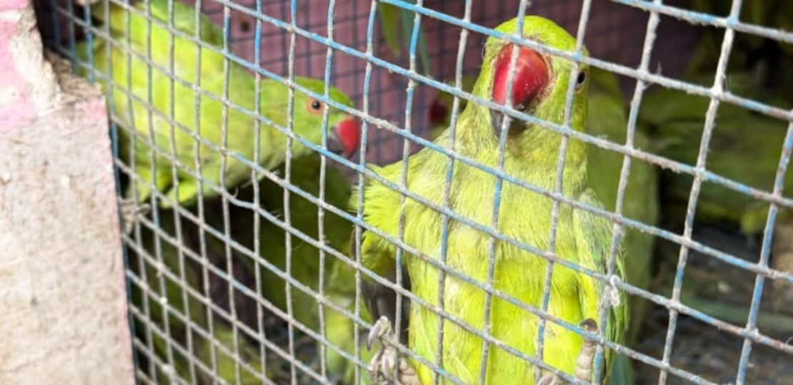 431 Protected Birds Among 863 Species Seized From 5 Pet Shops Near Delhi’s Jama Masjid