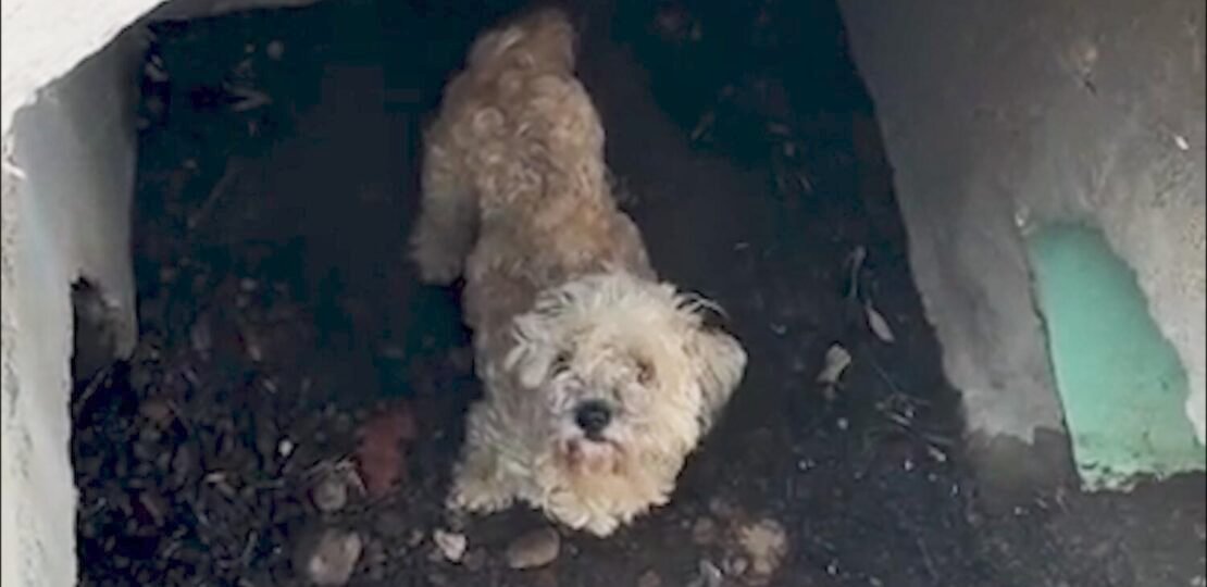 Teddy the Poodle, Missing for a Month, Is Pulled From Drain in Video. Owner Gets Surprise Re…
