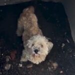 Teddy the Poodle, Missing for a Month, Is Pulled From Drain in Video. Owner Gets Surprise Re...