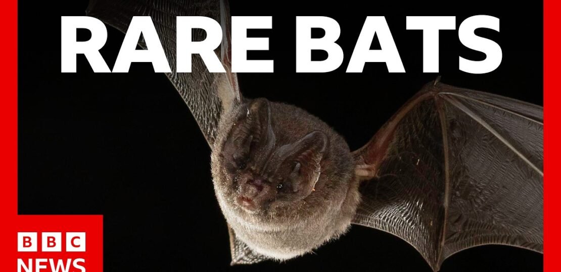 AI is unlocking the secrets of these rare bats | BBC News